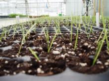 Prégermination des semences : un gazon plus rapide et résistant | Top Green